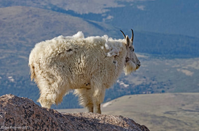 Mountain Goat