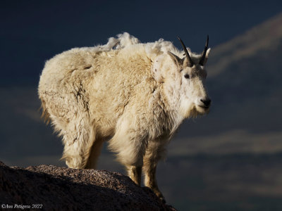 Mountain Goat