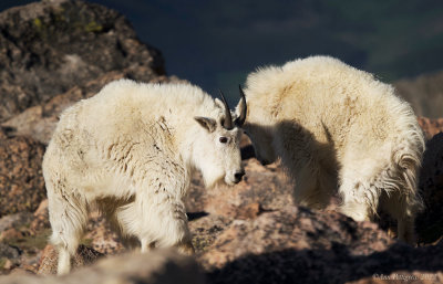 Mountain Goats