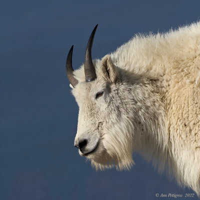 Mountain Goat