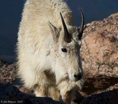 Mountain Goat