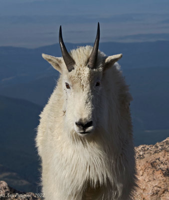 Mountain-Goat---Mt.-Evans---S7303871.jpg