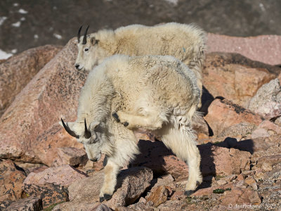 Mountain Goats