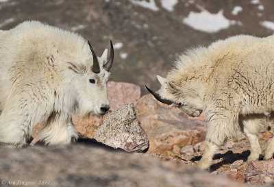 Mountain Goats