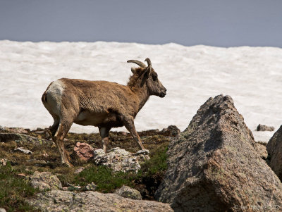 Bighorn Sheep