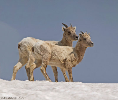 Bighorn Sheep