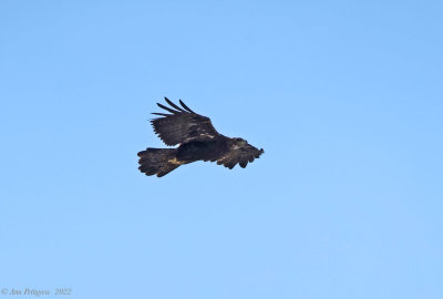 Golden Eagle - A Very Distant View