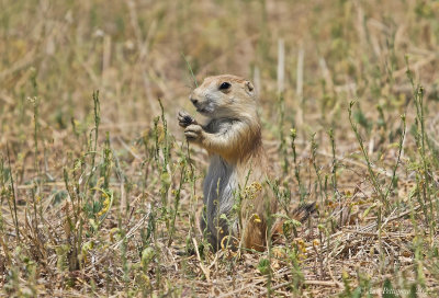 Black-tailed Prairie Dog