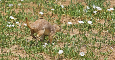 Black-tailed Prairie Dog