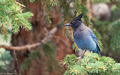 Stellers Jay