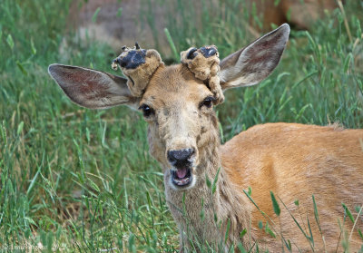 Mule Deer