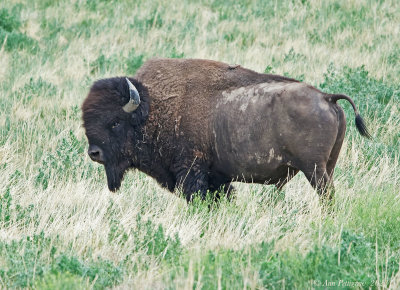 American Bison