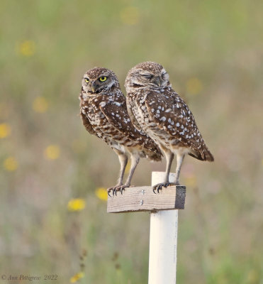 Burrowing-Owl---Cape-Coral---S7304243.jpg