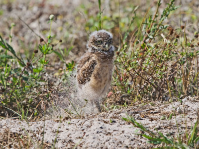 Burrowing Owl Chick