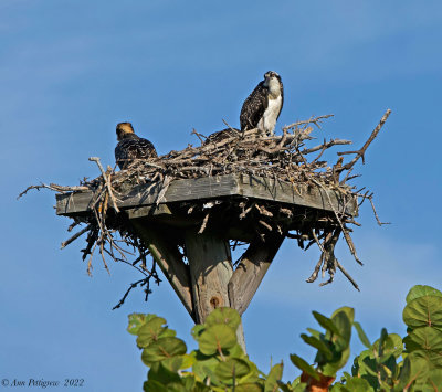 Osprey Nestlings