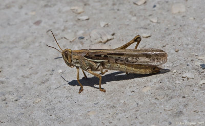 American Bird Grasshopper
