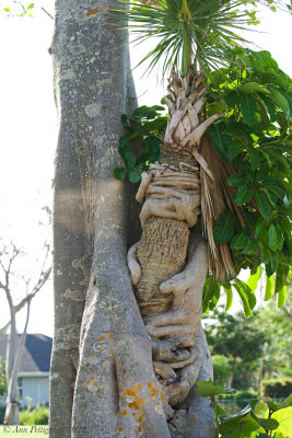 Banyan Tree Hugging a Palm Tree