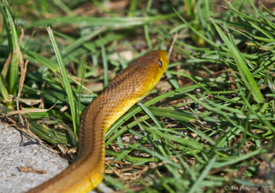 Eastern Rat Snake