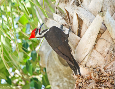 Pileated Woodpecker 