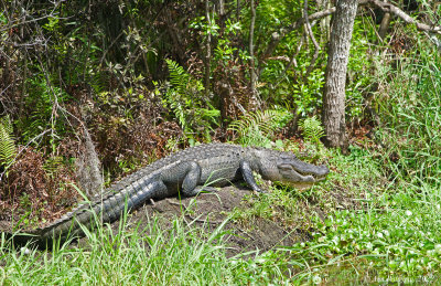 American Alligator 