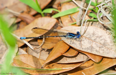 Blue-ringed Dancer