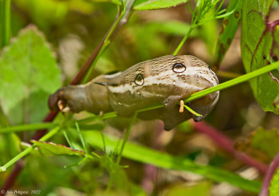 Tersa Sphinx Caterpillar