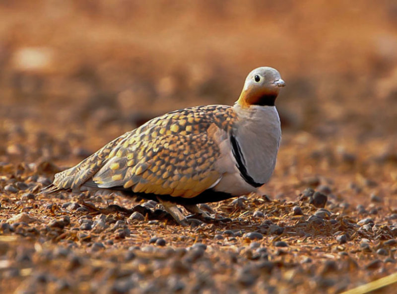 THE BIRDS OF FUERTEVENTURA CANARY ISLANDS