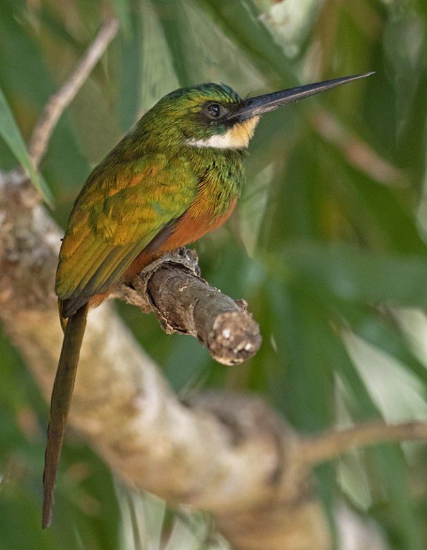 Rufous-tailed Jacamar - Galbula ruficauda