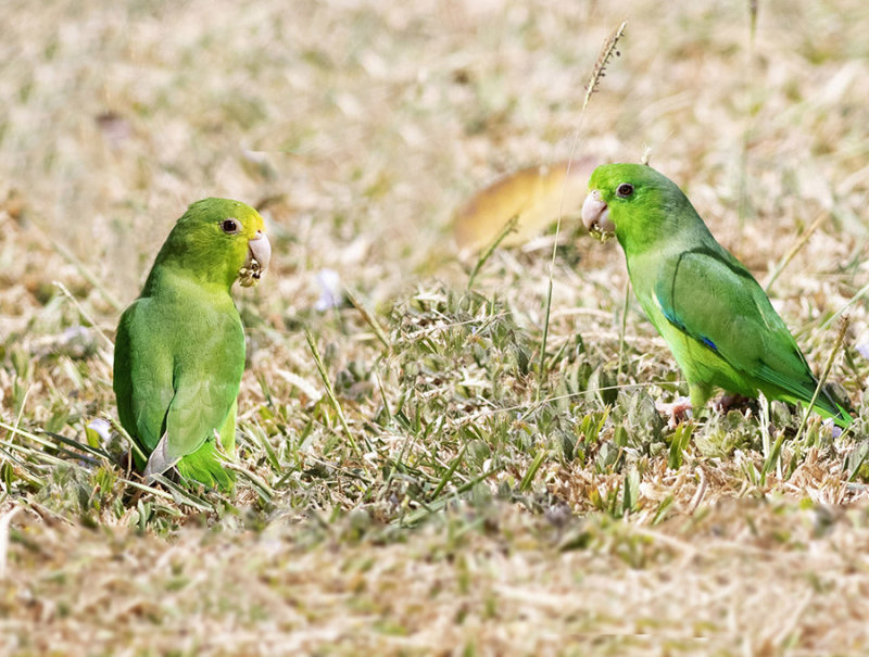 Green-rumped parrotlet - Forpus passerinus