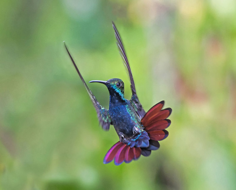 Black-throated Mango - Anthrachothorax nigricollis