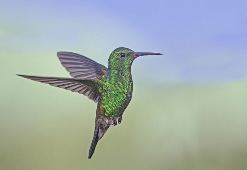 Copper Rumped Hummingbird - Amazilia tobaci