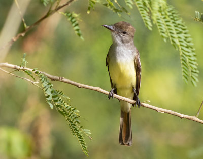 Brown-crested flycatcher - Myiarchus tyrannulus