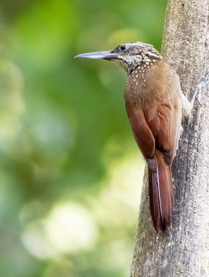 Straight-billed woodcreeper - Xiphorhynchus picus