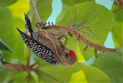 Red-crowned woodpecker - Melanerpes rubricapillus
