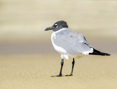 Laughing Gull - Larus atricilla