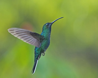 White - tailed Sabrewing - Campylopterus ensipennis