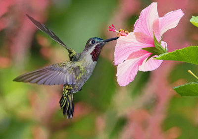 Long-billed Starthroat - Heliomaster longirostris