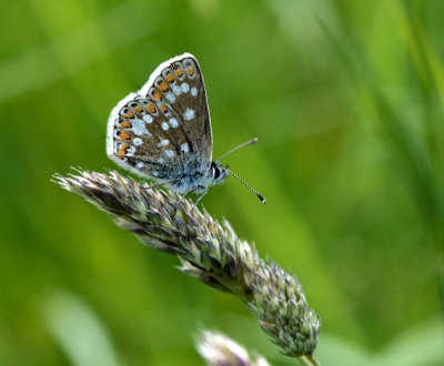 Northern brown argus - Aricia artaxerxes allous