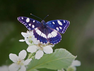 Southern White Admiral (Limenitis reducta )