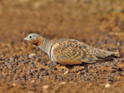 Black bellied Sandgrouse.jpg