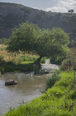 Ras Ali