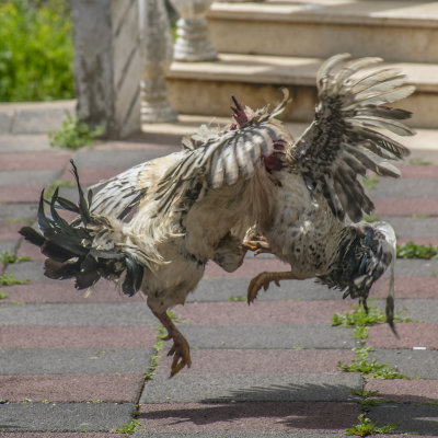 Cock Fight