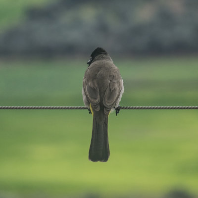 Bully Bulbul