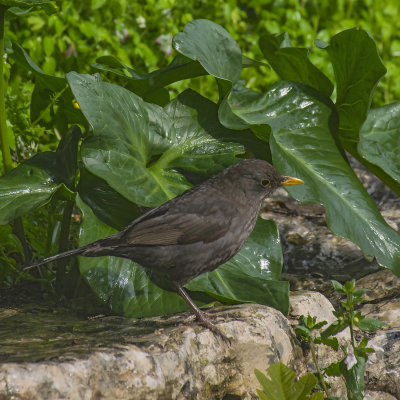 Blackbird