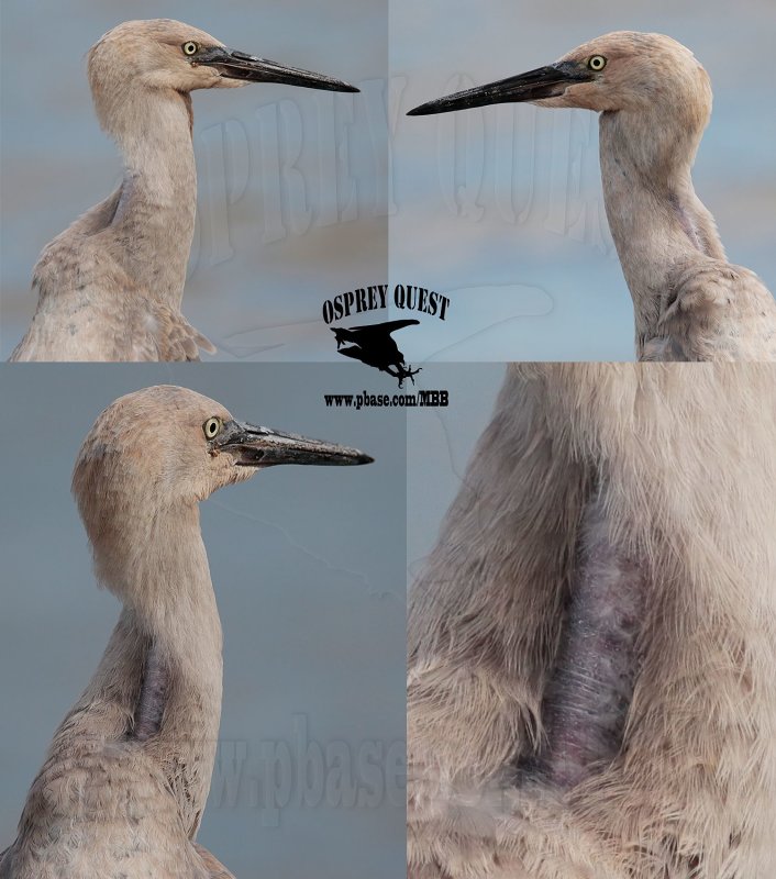 Egret hybrid.jpg