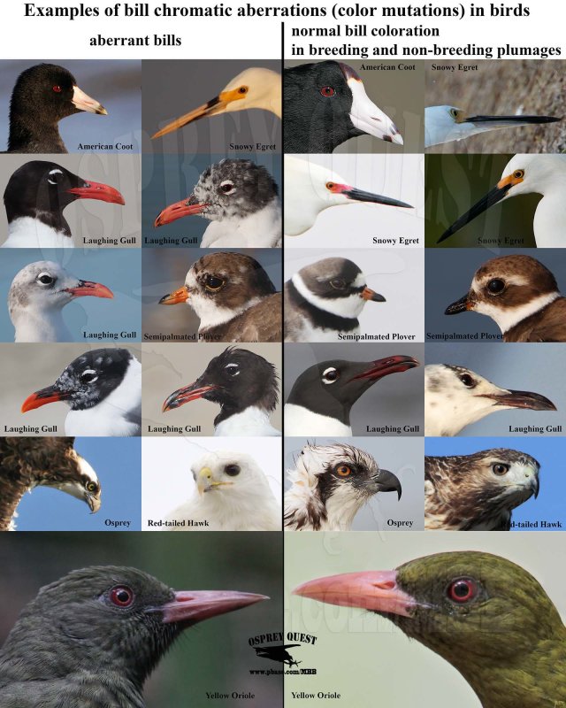 bill chromatic aberrations (color mutations) in birds.jpg