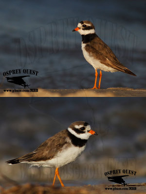 Common Ringed Plover with white lores and abnormal head pattern.jpg
