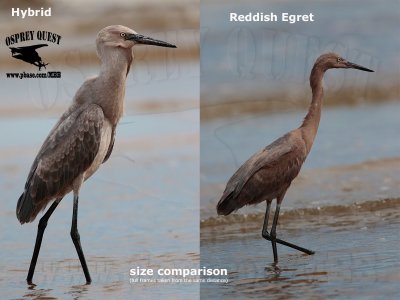 Egret hybrid  Upper Texas Coast 