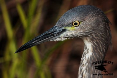 _M5A0755 NIGHT-HERON HYBRID.jpg