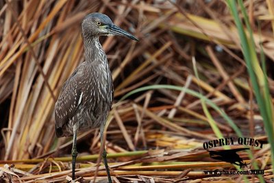 _M5A1019 NIGHT-HERON HYBRID.jpg